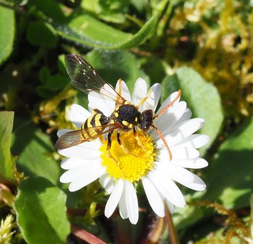 Nomada succincta